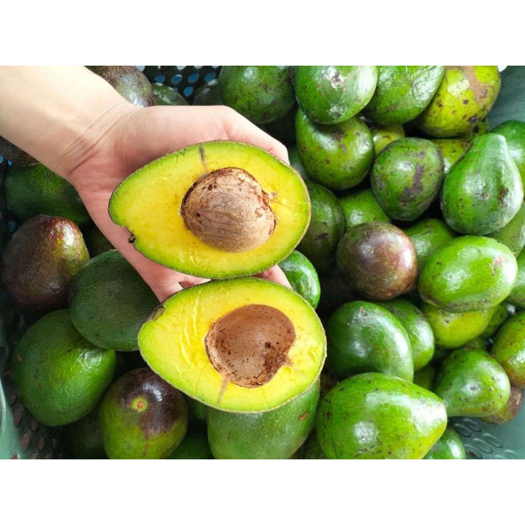

Alpukat / Pokat Mentega 500 gram