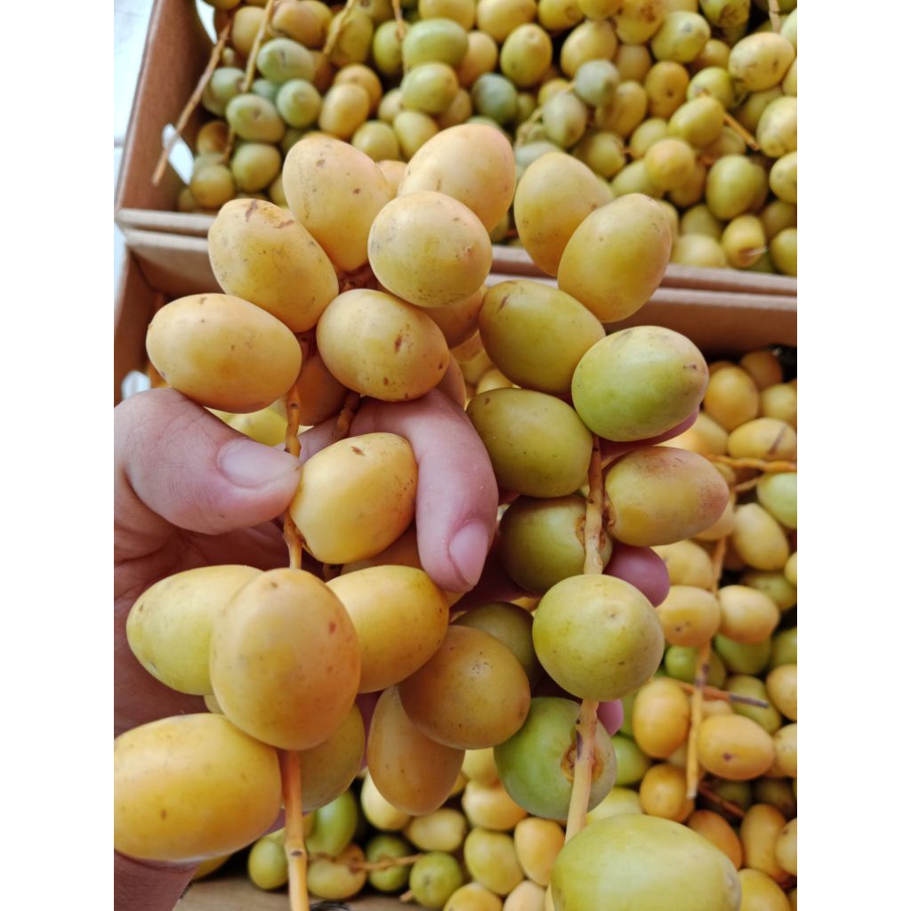 

Ready Kurma Muda promil Fresh Barhee 250gr Siap Kirim