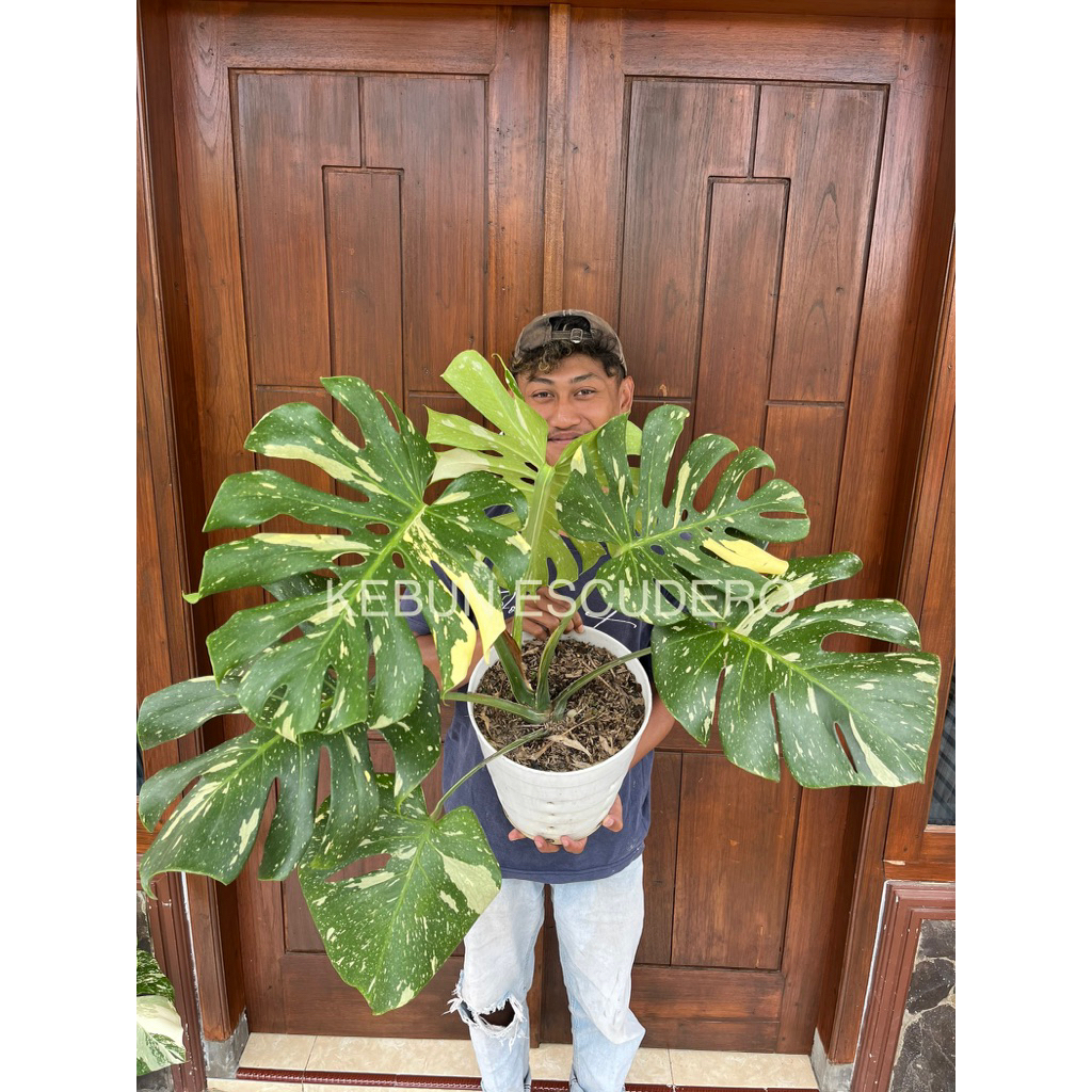 Monstera Monthai - Tanaman Hias Monstera Thailand - Monstera Varigata Thailand