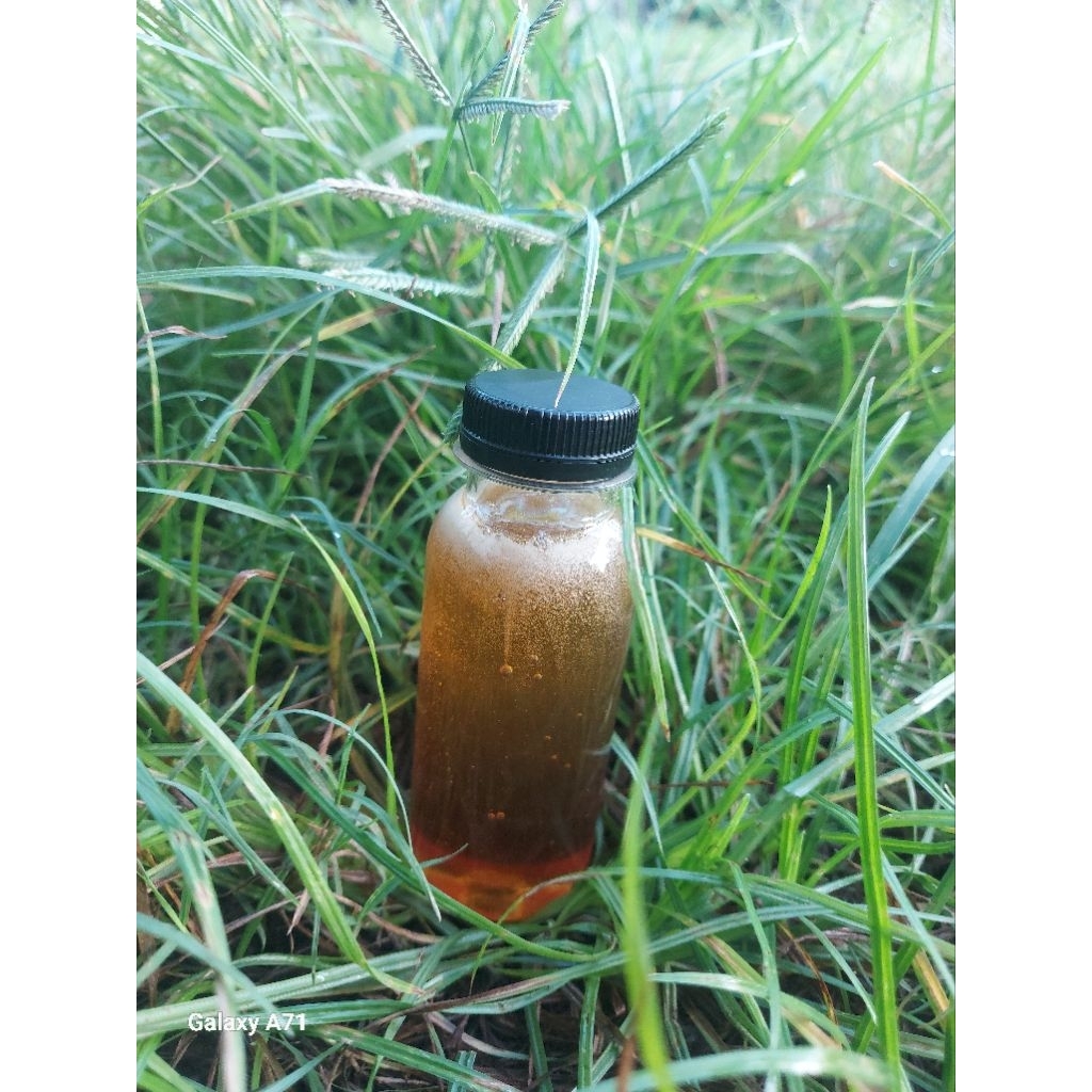 

Madu Sumbawa - Lombok