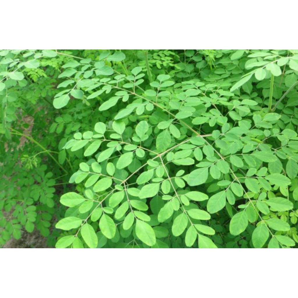 

jual daun kelor segar 1kg