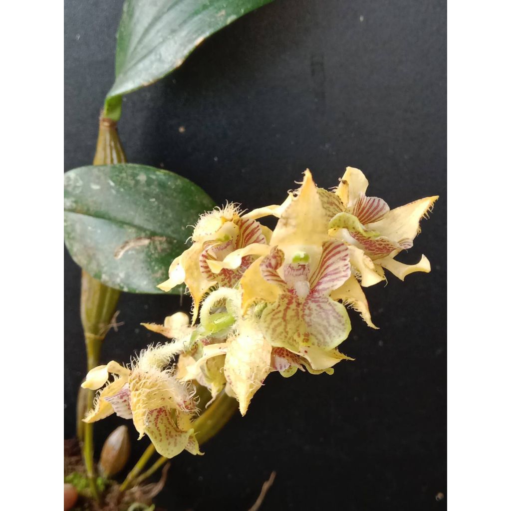 Dendrobium macrophyllum Sulawesi