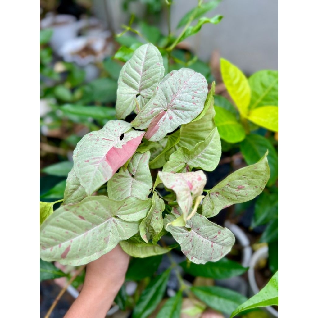 singonium milk confetti