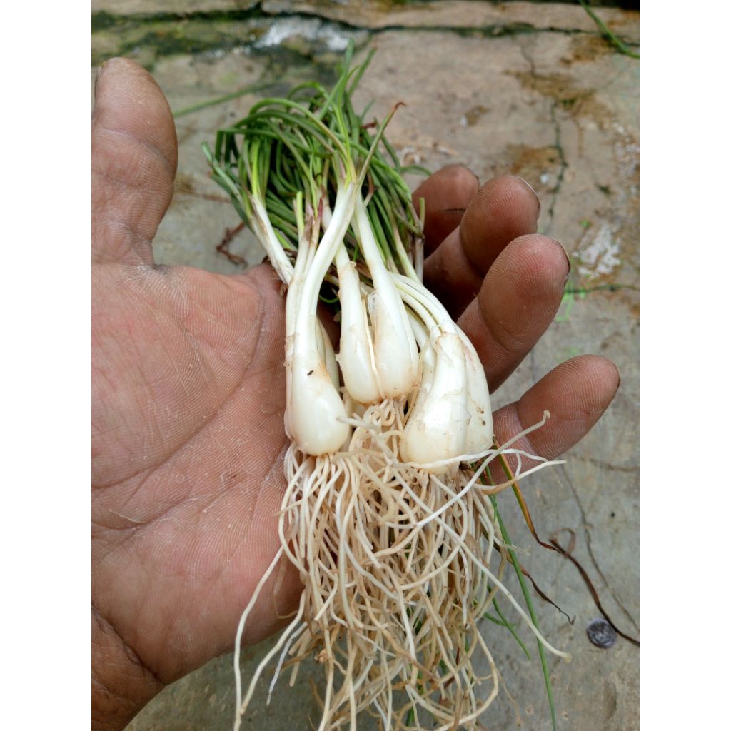 

bawang batak kucay 1 ikat