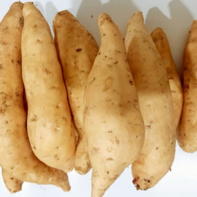 

UBI MADU CILEMBU PACET/TRAWAS ASLI SUPER 1KG