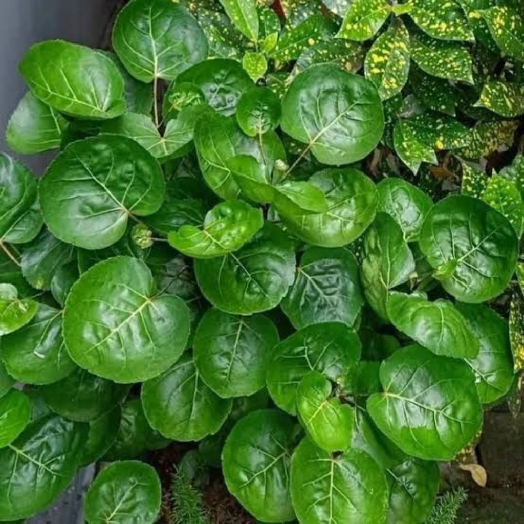 

Daun mangkokan asli segar fresh 50lem