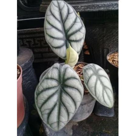 Bonggol Keladi Tengkorak Silver