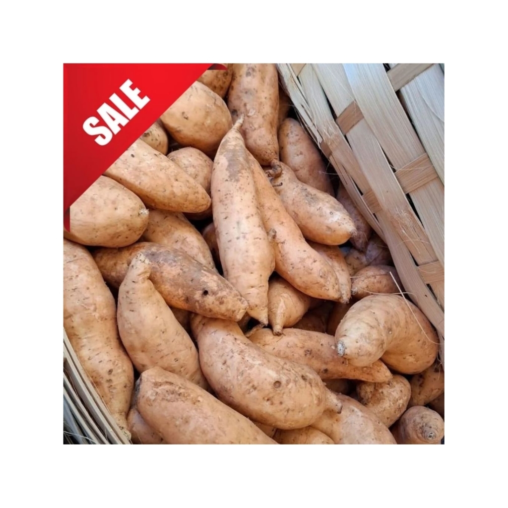 

Jual Ubi cilembu madu enak