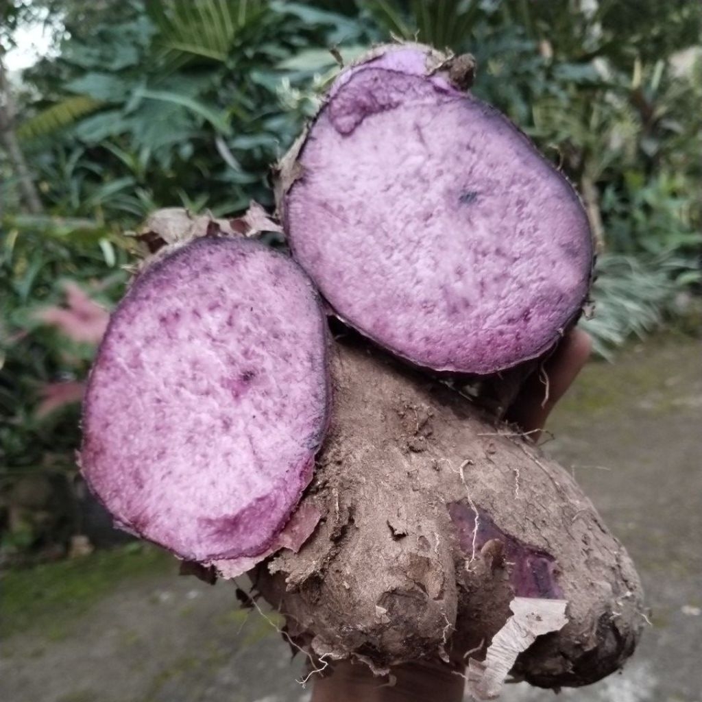 

UWI UNGU UBI UWI UNGU FRES 1KG