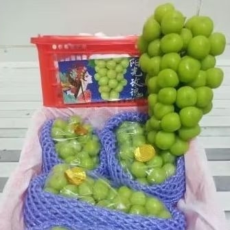 

ANGGUR IJO MUSCAT KEMASAN CUP 500gr / GARING MANIS NON BIJI