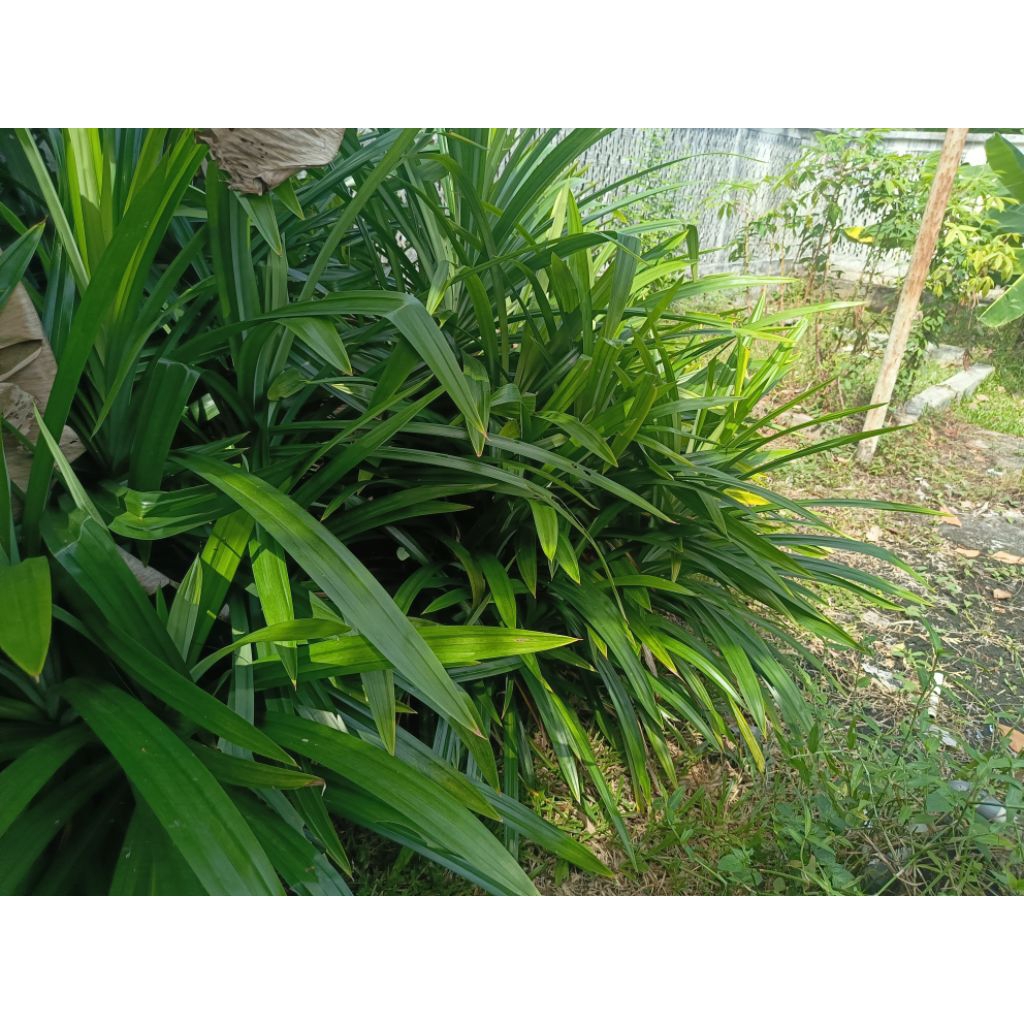 

daun pandan wangi per pack
