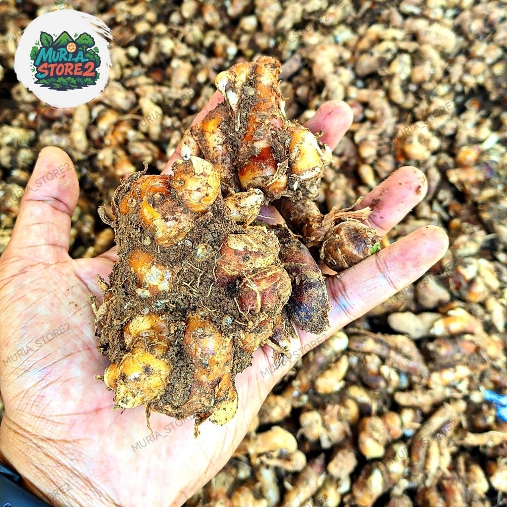 

Kencur /cikur tua Segar bumbu masakan rempah herbal