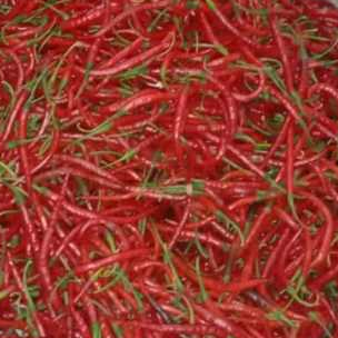 

250 gram cabe keriting segar petik langsung dari petani