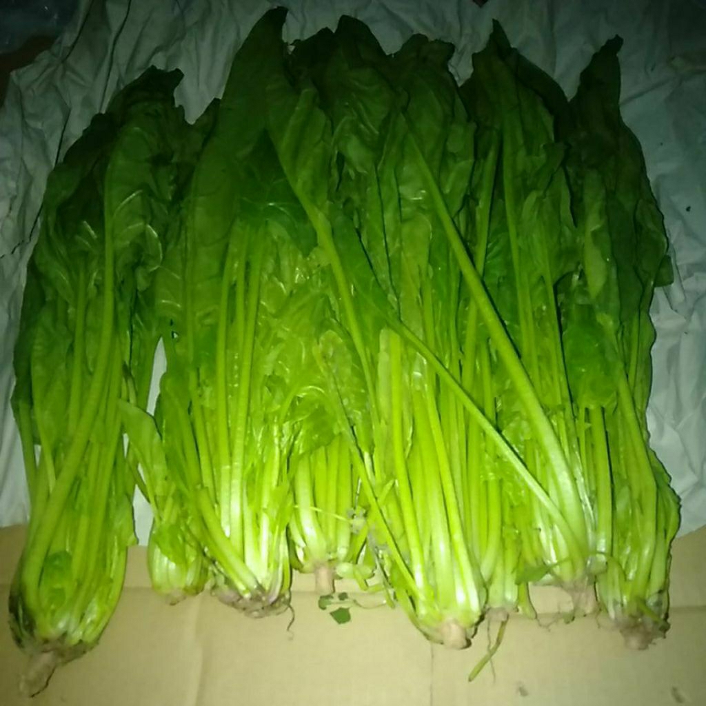 

Bayam horenso horenzo Jepang