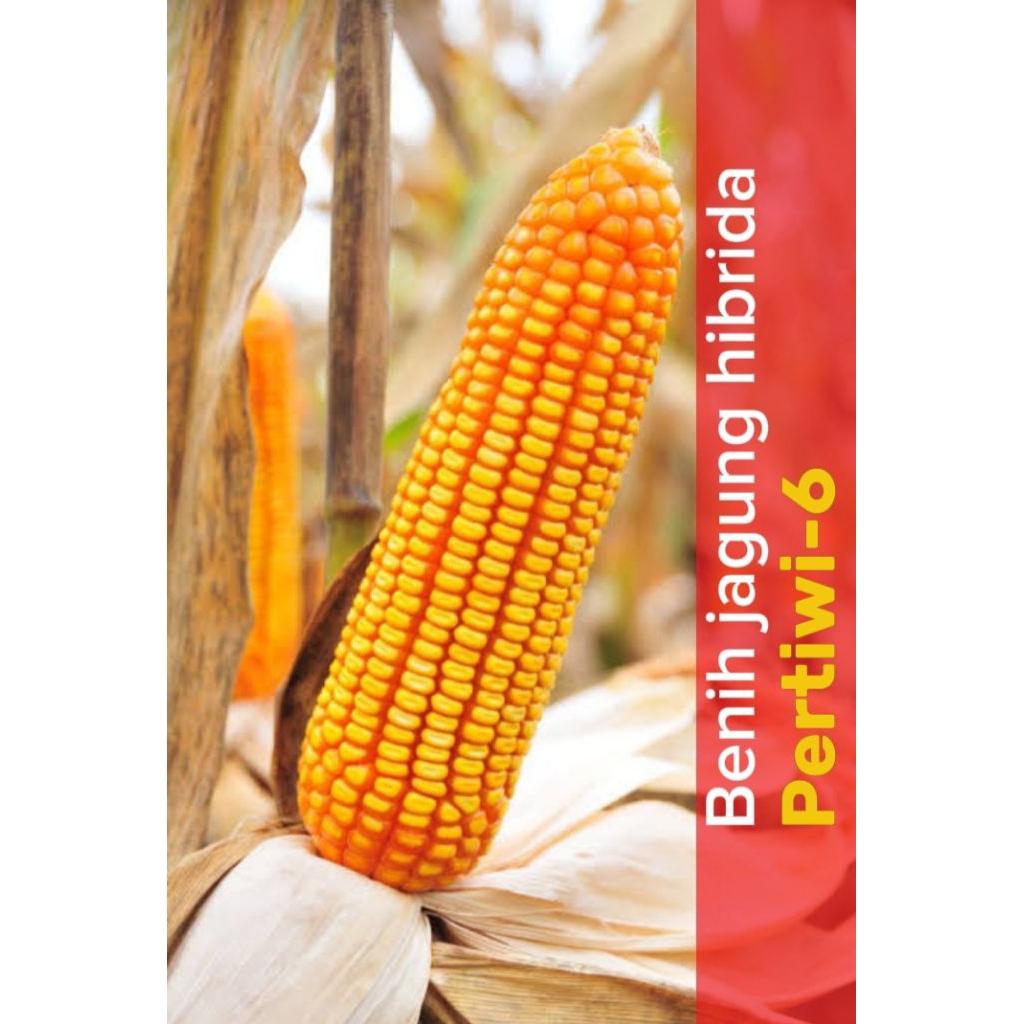 Terbaru, Benih jagung hibrida pertiwi6 5kg/benih jagung hibrida pertiwi6 bibit unggul super
