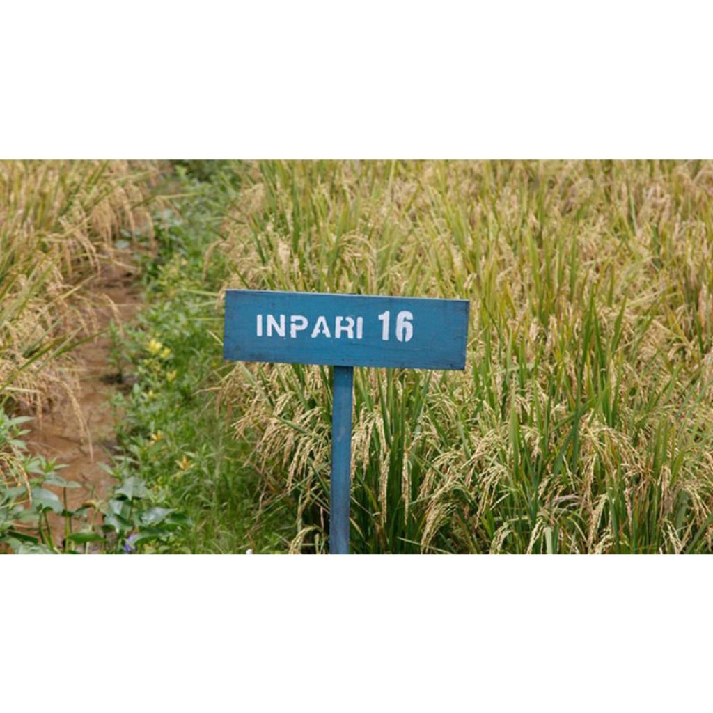 BENIH PADI INPARI 16 UNGGUL PASUNDA KEMASAN 5KG