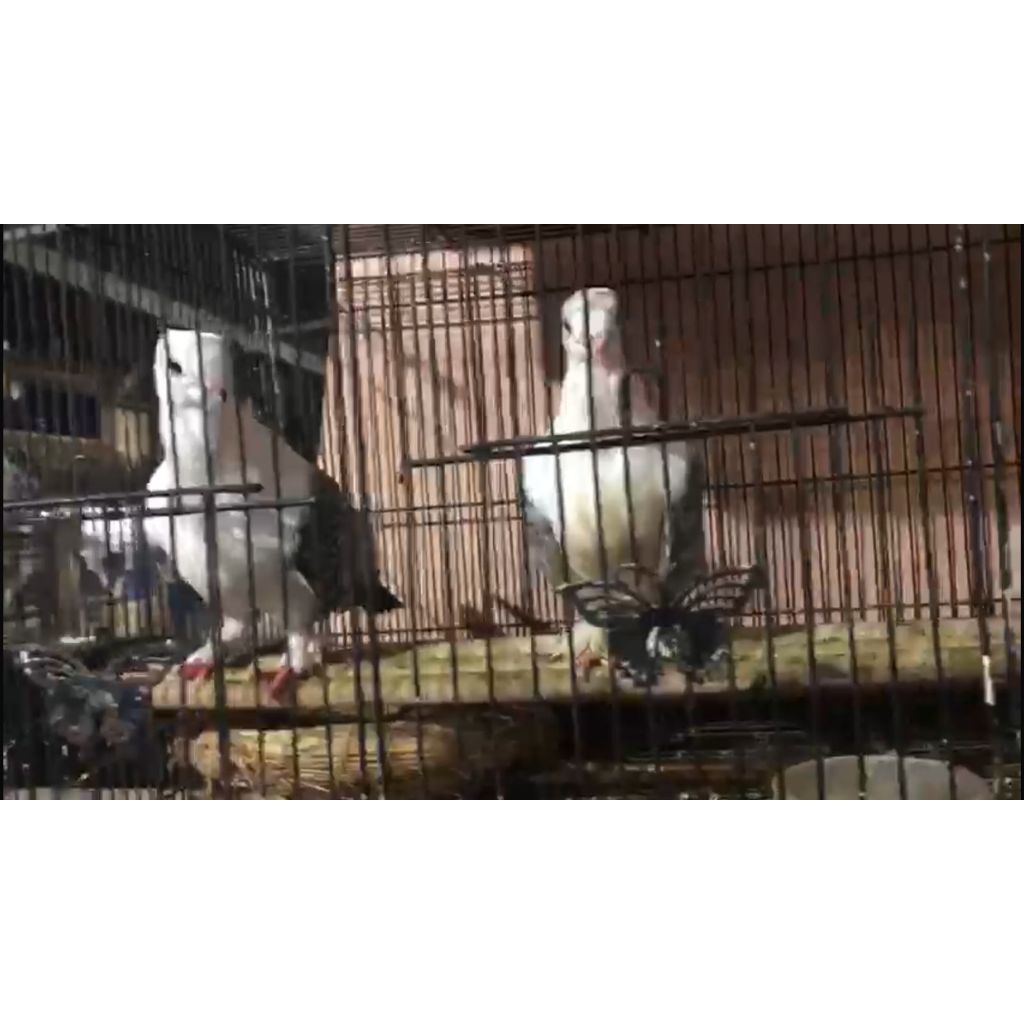 Burung Merpati Santinet sepasang dah proven