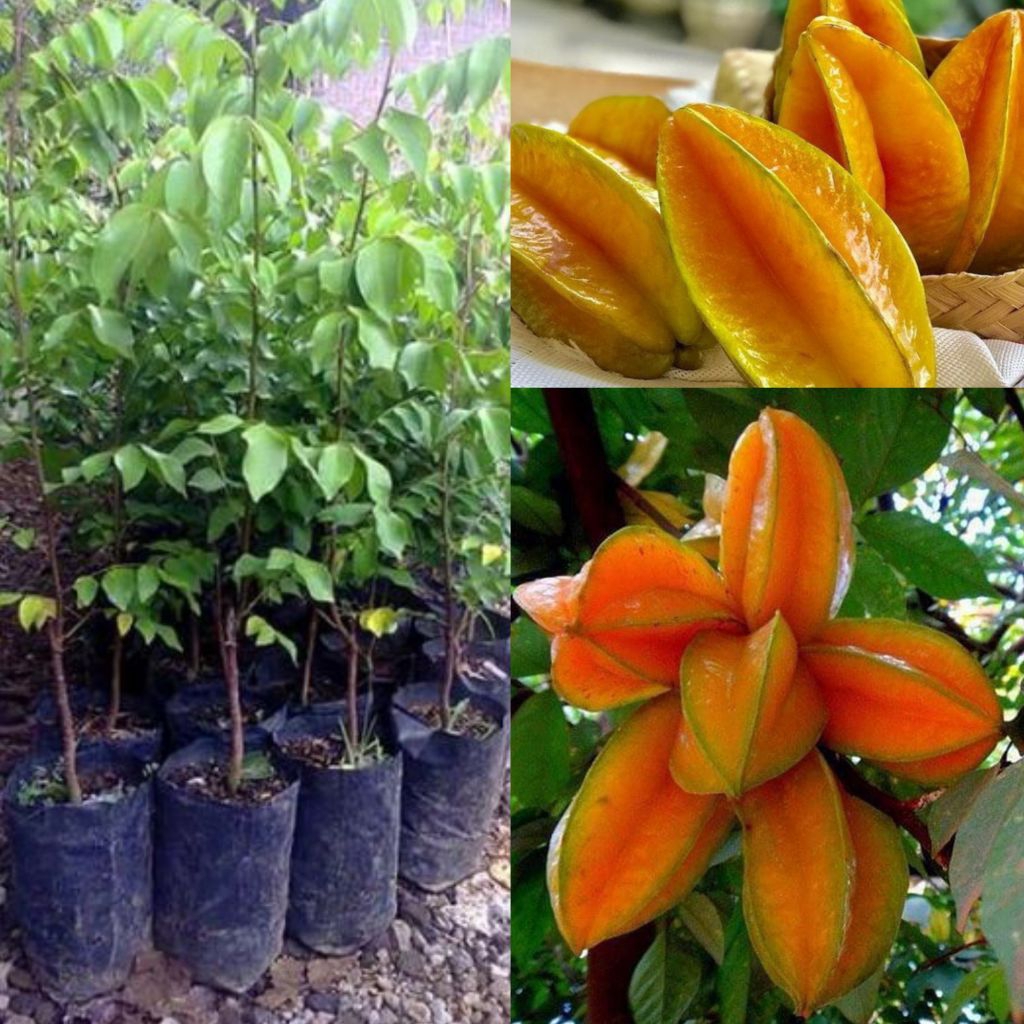 Bibit Belimbing Madu