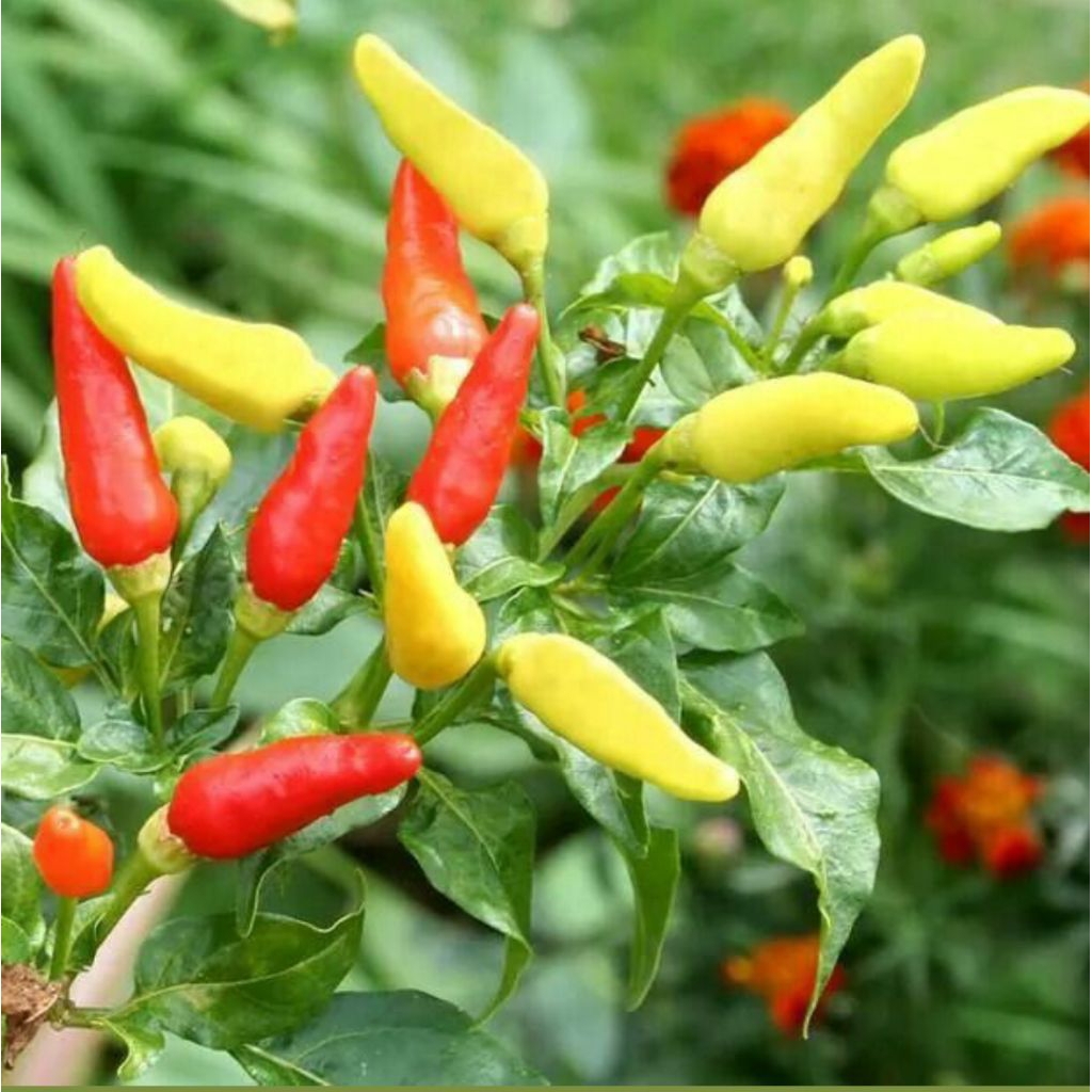 20 Biji Benih Rawit Putih Tegak