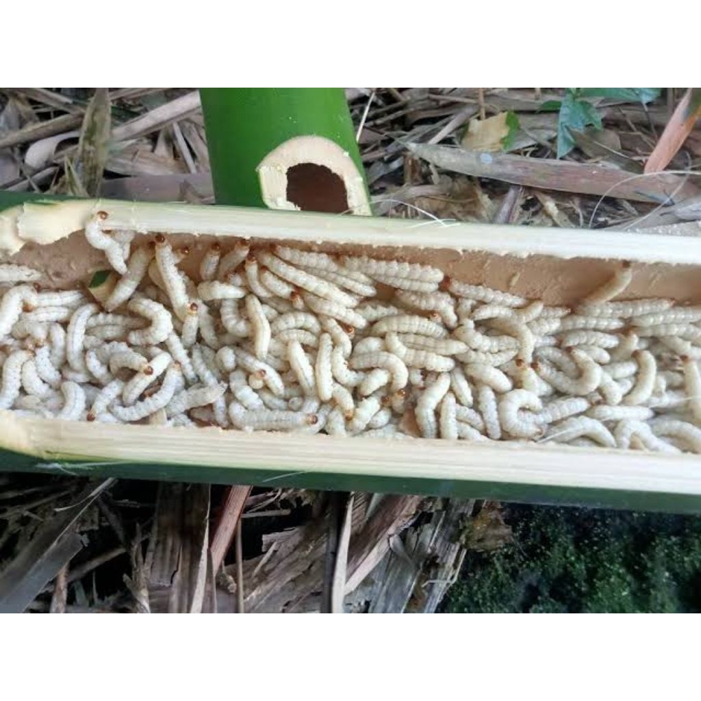Makanan Burung Cangkilung 60 EKOR Dijadikan 2 tabung Ulat Bambu Umpan Pancing Cilung