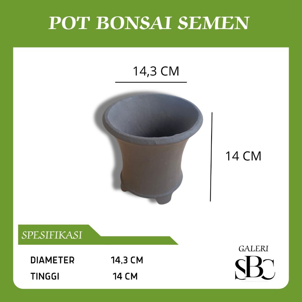 POT Bonsai Semen - Cascade Mame Bestseller.