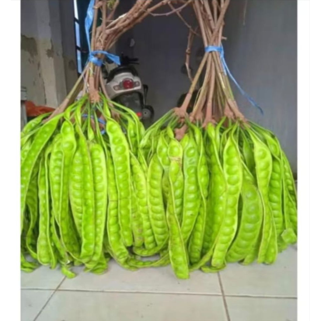

Pete tua murah 2 ikat