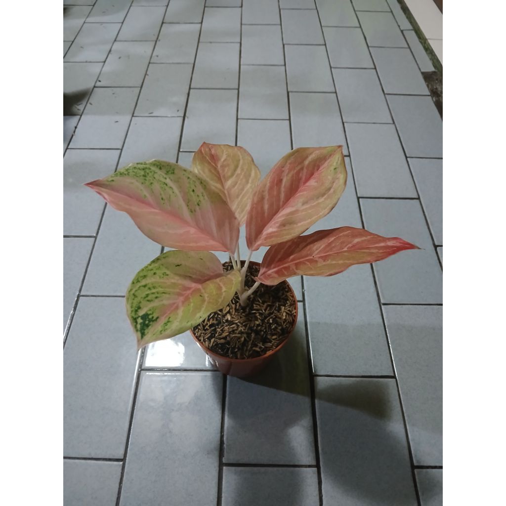 aglaonema bidadari remaja