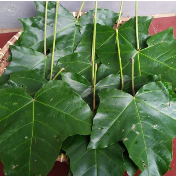

Daun kemiri atau daun muncang petik langsung 500 gram