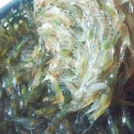 

Udang sawah segar 300gr siap olah(dipasak,buat bakwan,buat pakan hewan)