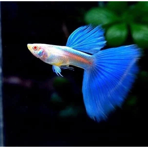 ikan Guppy Hias Sky Blue / Topaz - Rare Collection