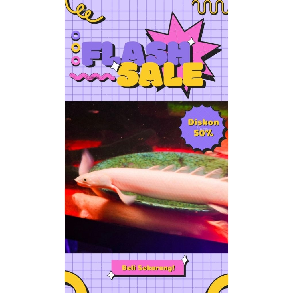 Palmas Leucistic 23-25CM Grade A #PromoSpecial