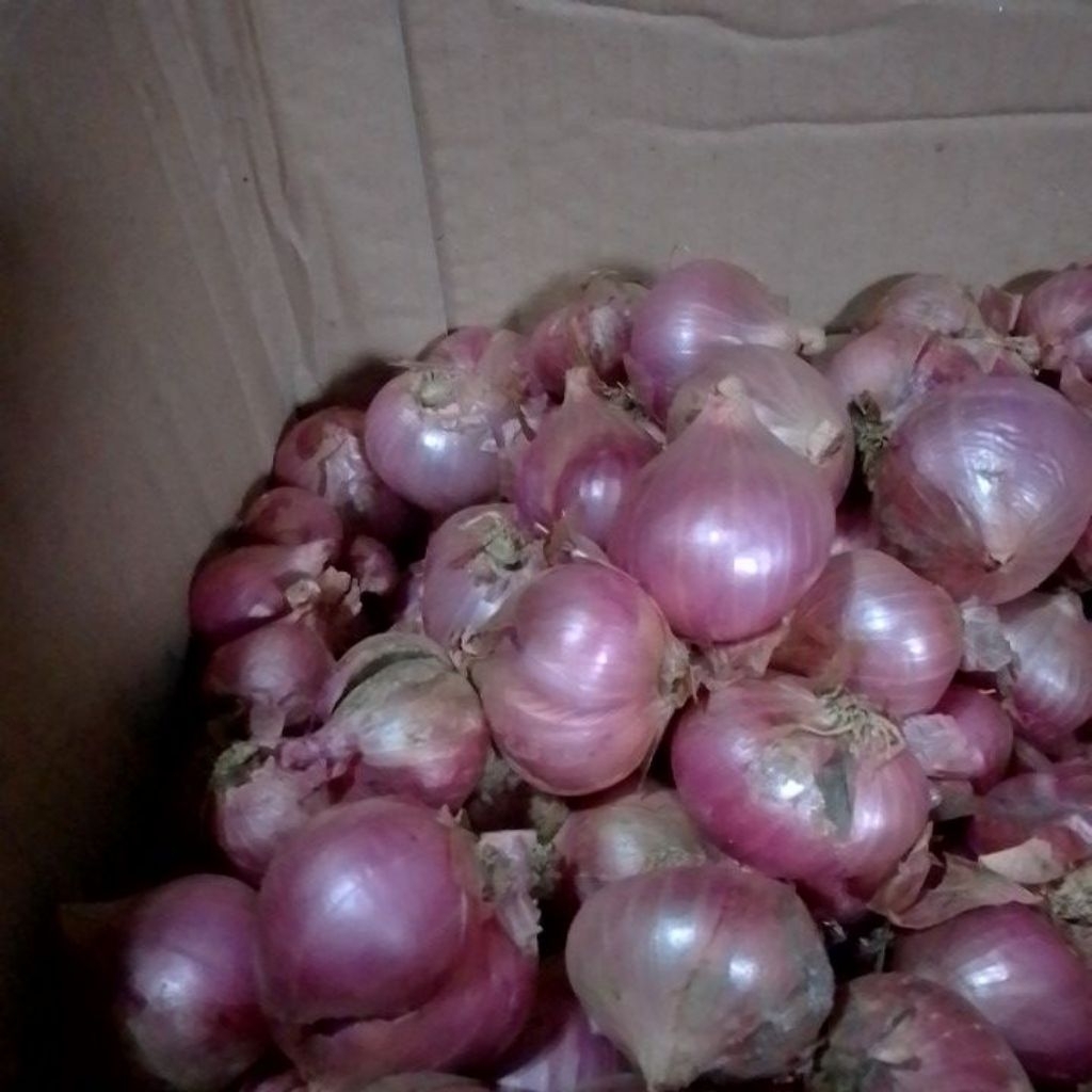 

bawang merah super