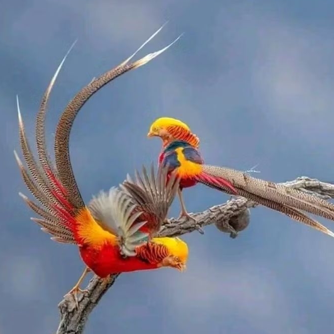 

telur ayam golden pheasant asli ( produk terlaris )