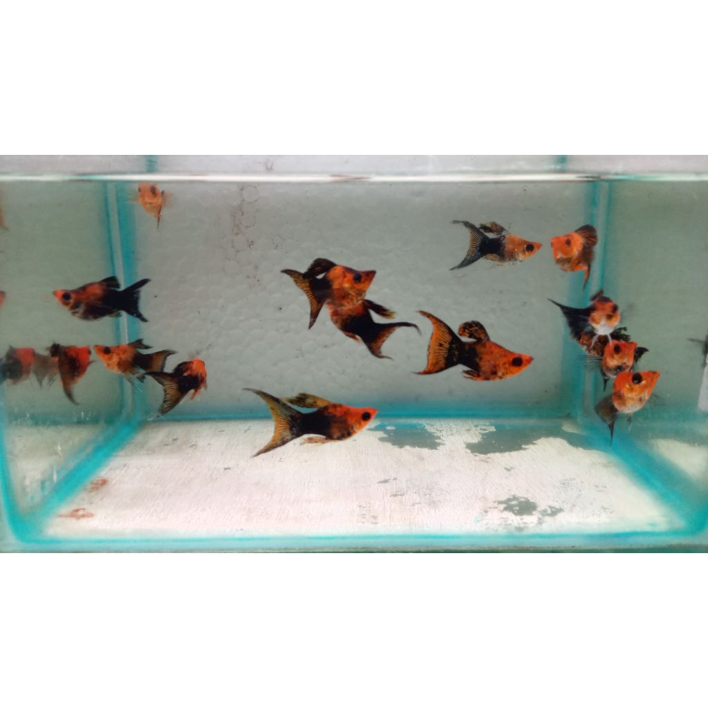 molly golden black balon lyretail pair