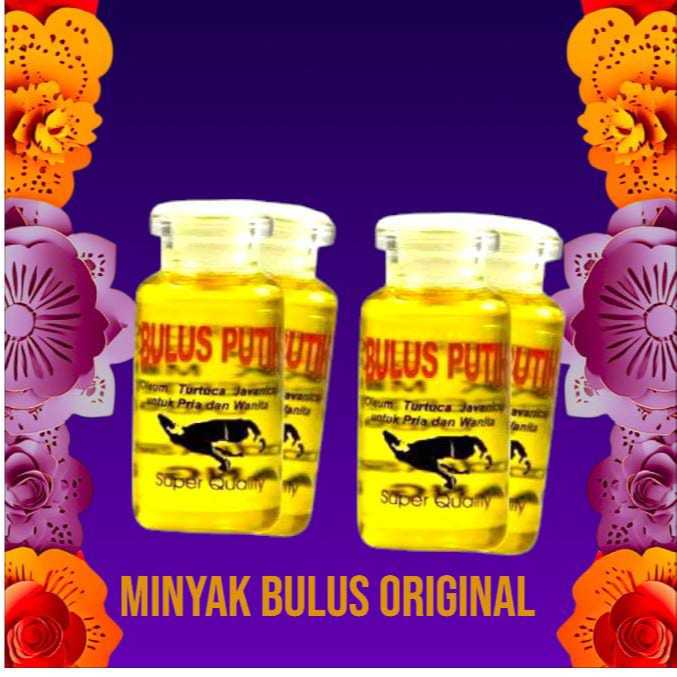 MINYAK BULUS PUTIH ORIGINAL / MINYAK BULUS