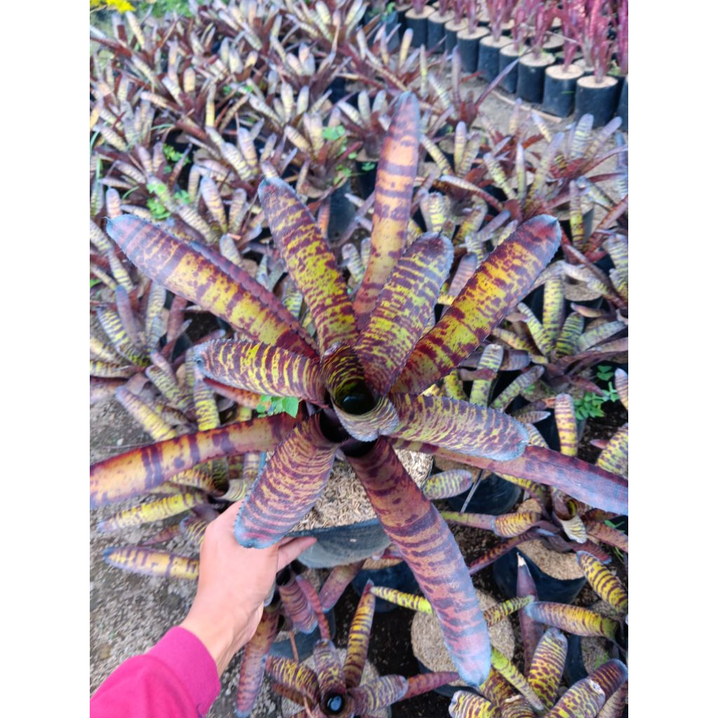 Tanaman Hias Bromolia Tokek | Bromelia Tokek | Bromelia Koleksi