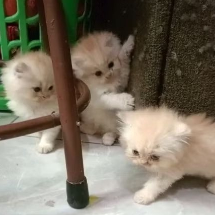 (KHUSUS GOJEK)Anak Kucing Kitten Persia Flatnose Medium