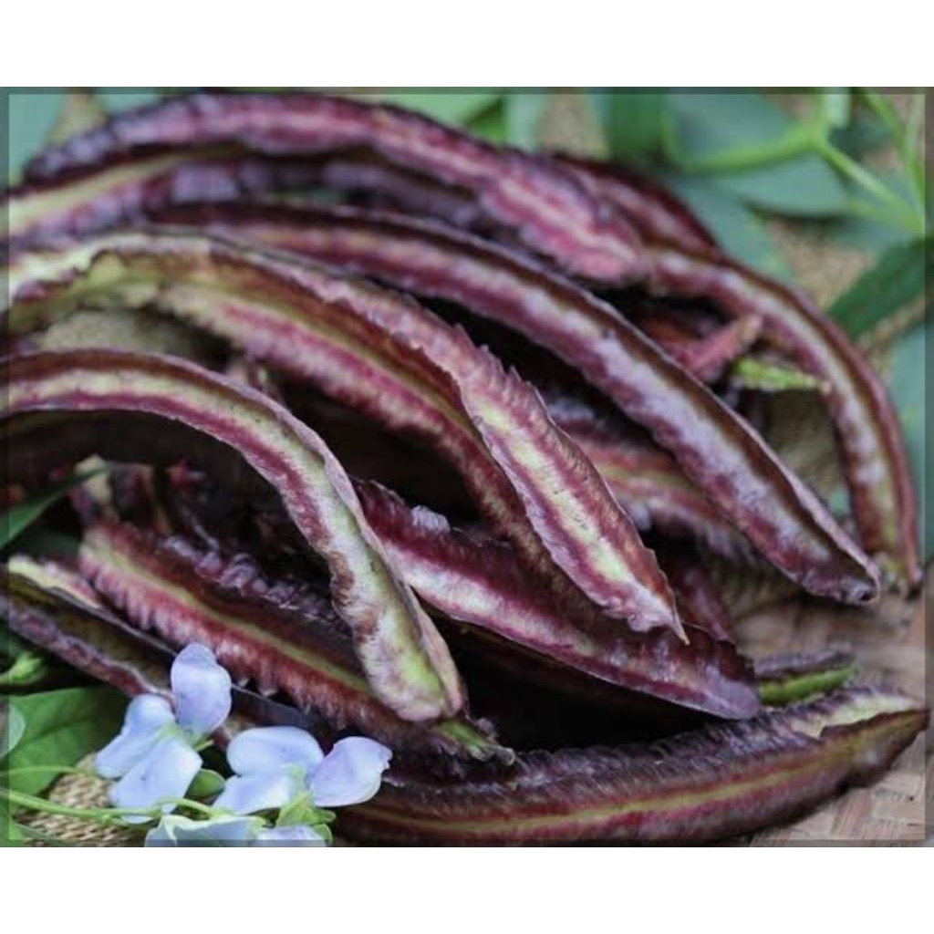 Cod, 50+ biji kecipir ungu hibrida purple dragon/kecipir ungu sayur bibit unggul super