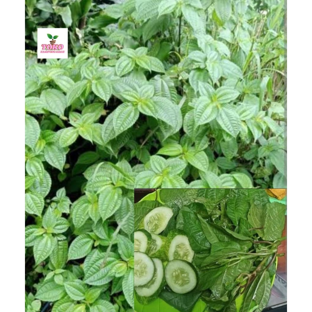 

daun pohpohan segar fresh 1 kg