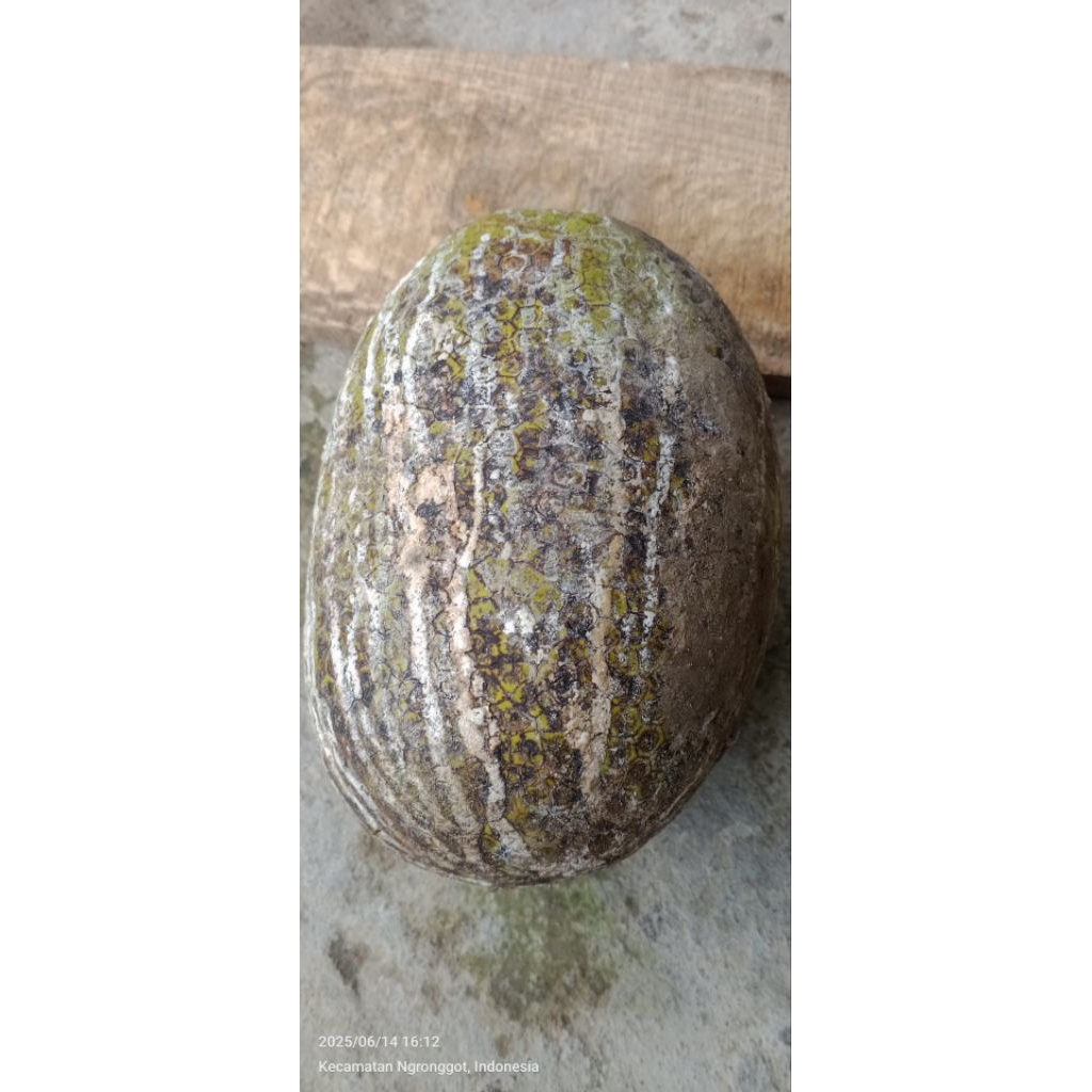 

BUAH Sukun Jumbo / BESAR dan TUA berat +-2kg perbiji