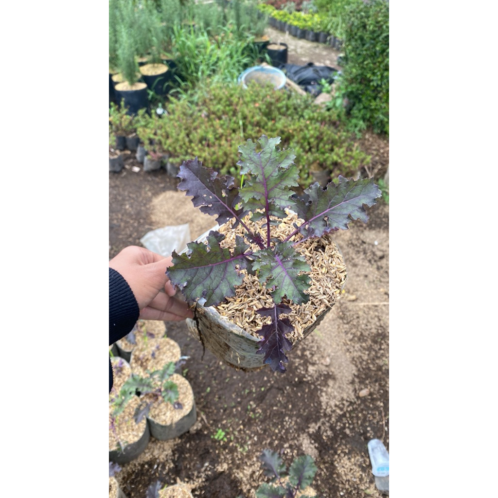 

Tanaman Sayuran Kale Purple Scarleet(Kale ungu)