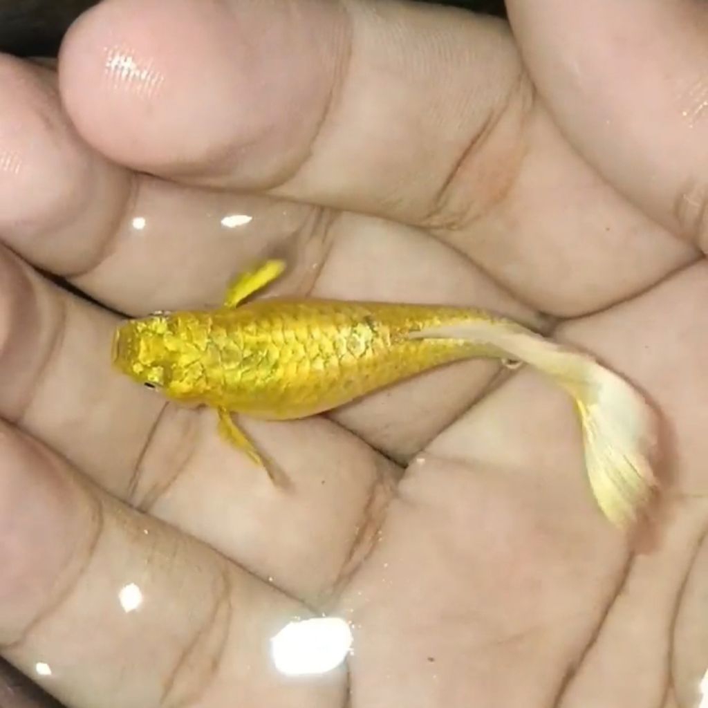 Guppy Gold Line Vietnam | Grade A | Sepasang Jantan dan Betina