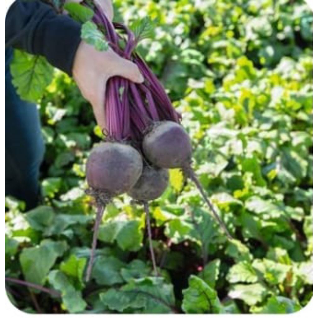 

Buah bit harga per kilo 30.000