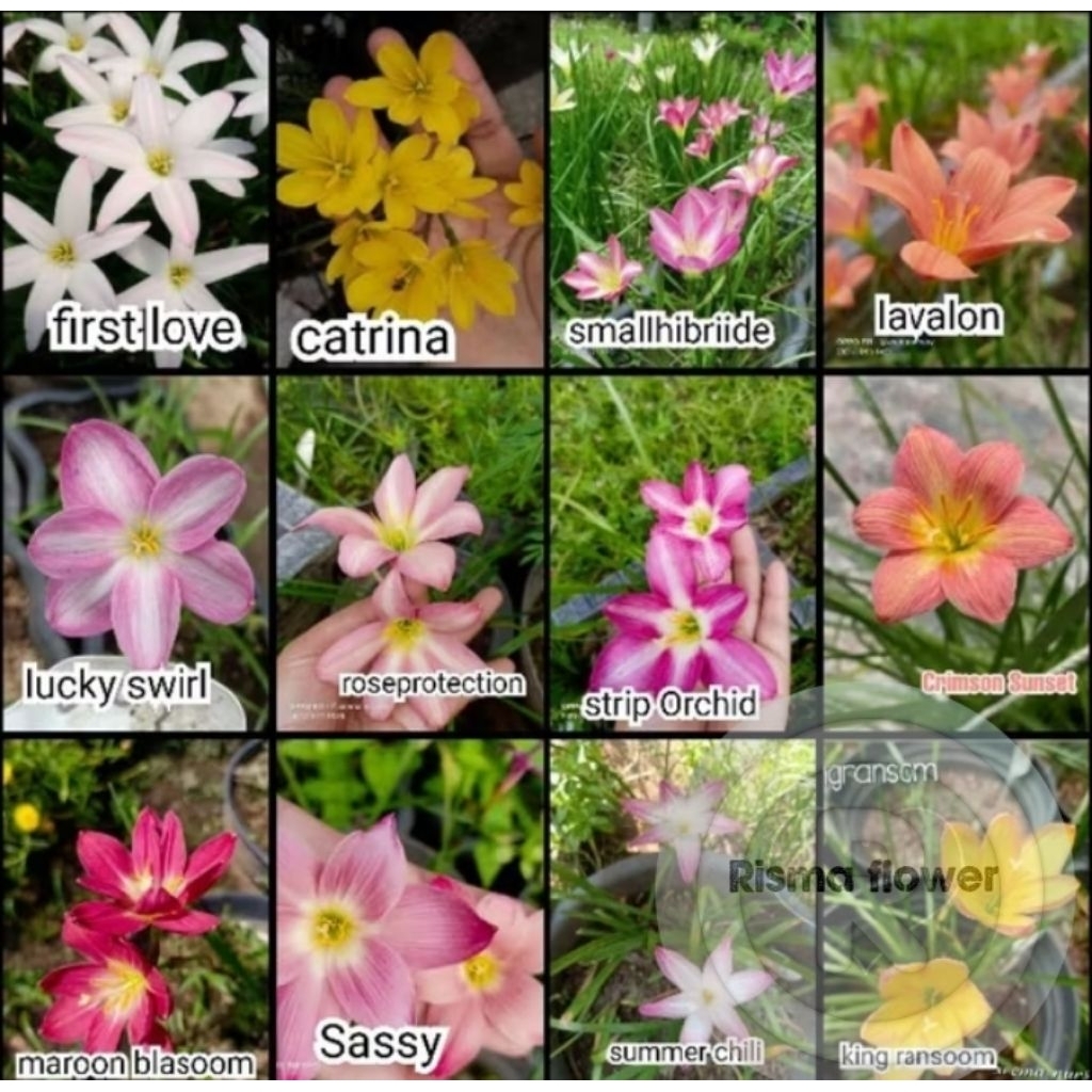 PAKET LENGKAP 12 POHON RAIN LILY / PAKET 12 TANAMAN BUNGA RAIN LILI