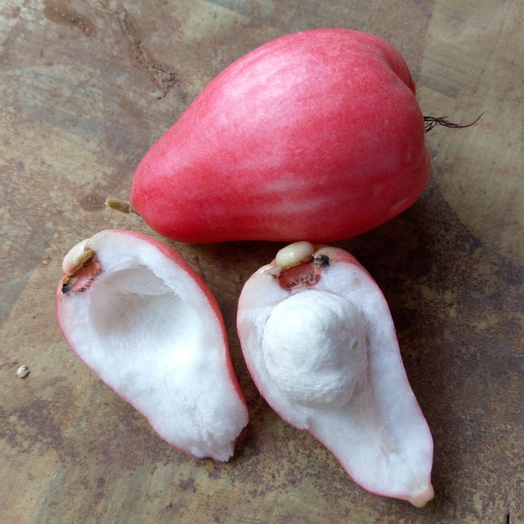 

jambu bol Jamaika fresh 1 kg
