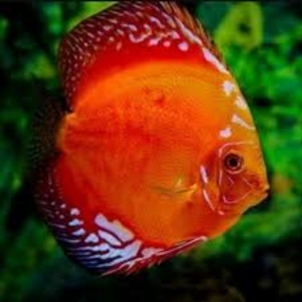 discus red marlboro hiasan aquarium 1cm
