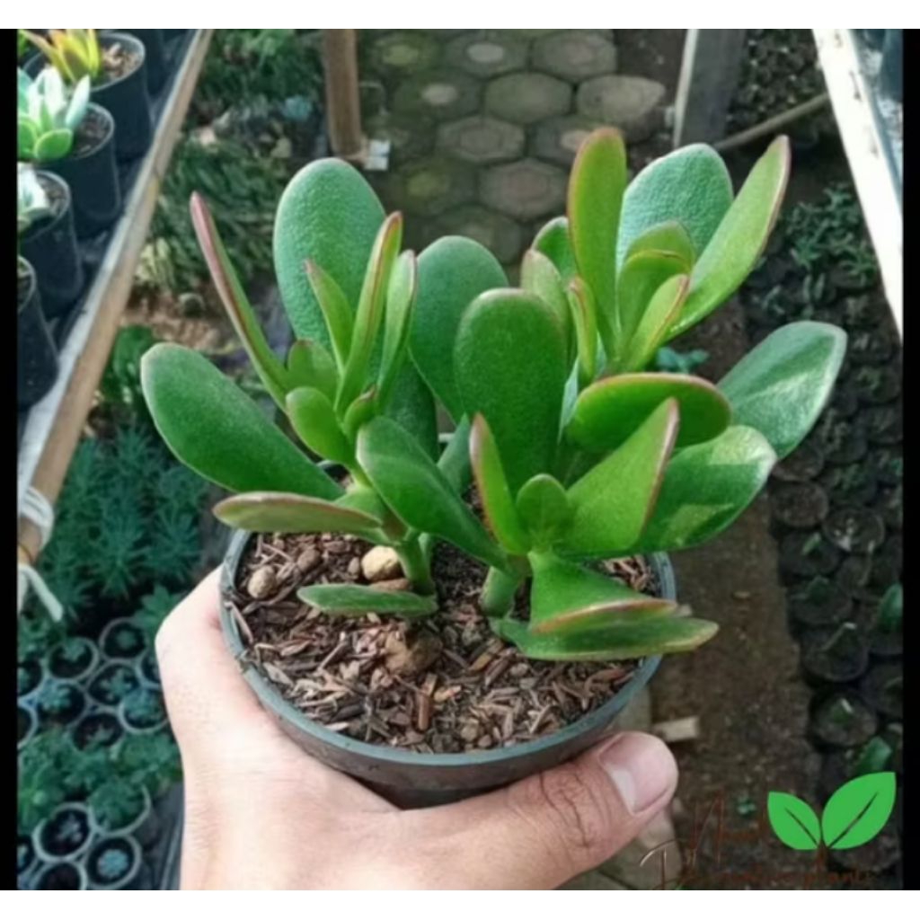 POHON JADE PLANT MINI / TANAMAN HIAS JADE PLANT MINI