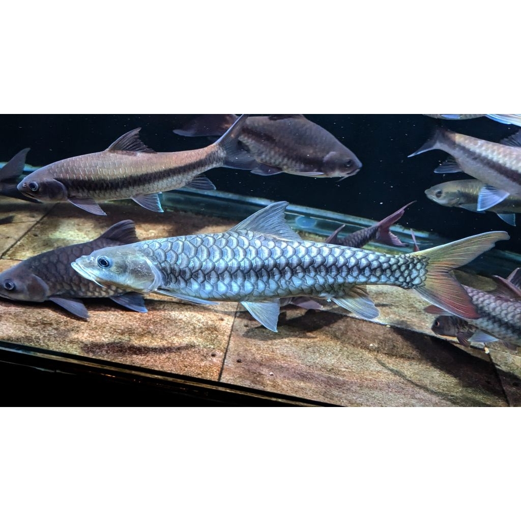 Mainan Tor Putitora ukuran 6-8cm