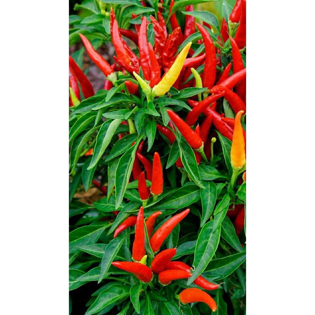 

pohon cabai rawit merah siap tanam