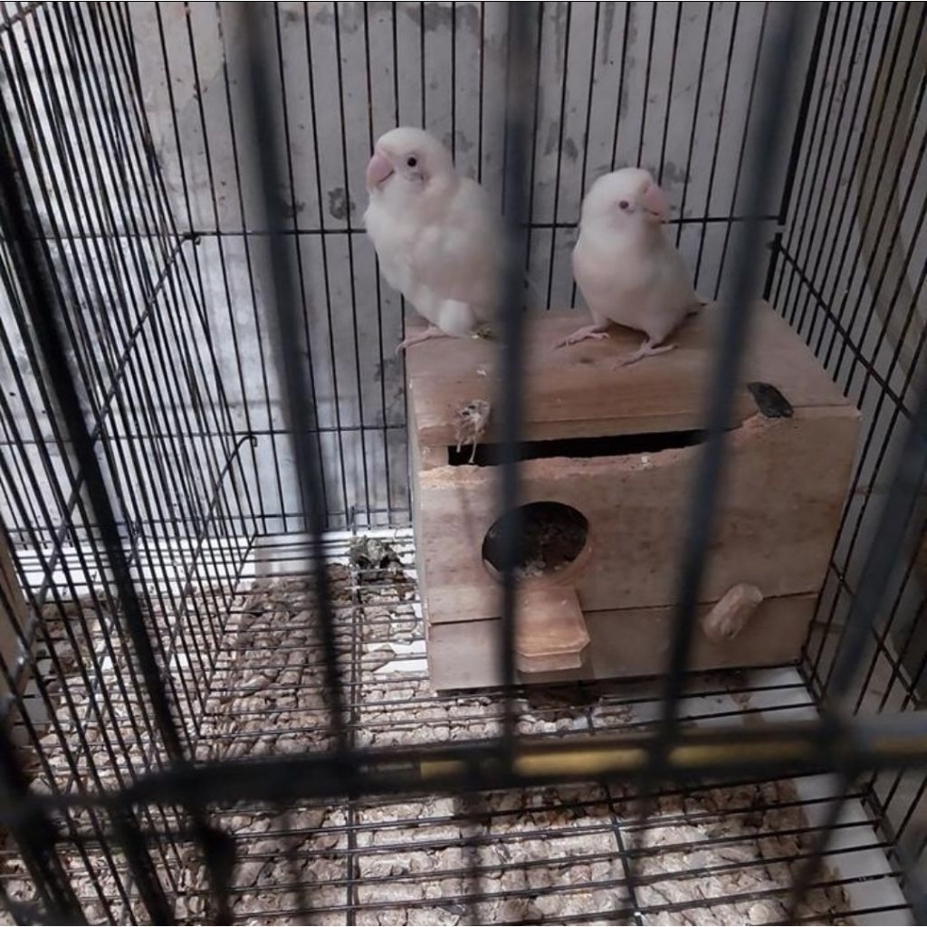 Lovebird Albino Mata Merah Sepasang